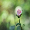 LUMIX DC-S1R {fBŎBeʐ^