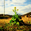 tHNg_[ NOKTON 50mm F1 Aspherical [LmRFp]ŎBeʐ^