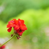 AF18-250mm F/3.5-6.3 Di II LD Aspherical [IF] Macro (Model A18) (\j[p)ŎBeʐ^