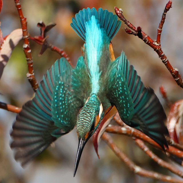 ワサッ by zukkey (ID:11494295) 写真共有サイトPHOTOHITO