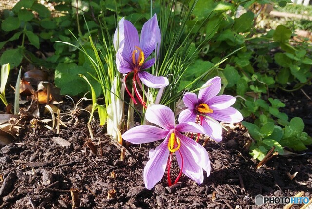 サフラン by KF （ID：12099246） 写真共有サイトPHOTOHITO