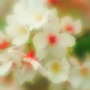 AF 28-80mm F/3.5-5.6 Aspherical (ݗp)ŎBeʐ^