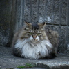 FinePix S8100fdŎBeʐ^