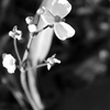 18-50mm F3.5-5.6 DC [^[ (jRp)ŎBeʐ^