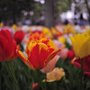 Distagon T* 2.8/25 ZF.2ŎBeʐ^