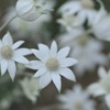 50mm F1.4 DG HSM [jRp]ŎBeʐ^