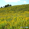 18-300mm F/3.5-6.3 Di III-A VC VXD (Model B061) [jRZp]ŎBeʐ^