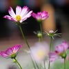 LUMIX DC-G100DK YLbgŎBeʐ^