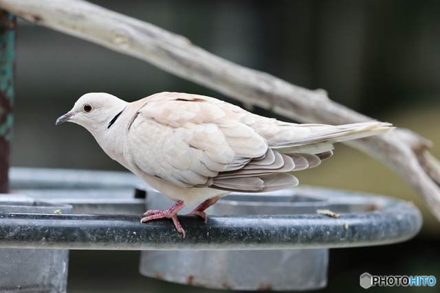 ジュズカケバト by nabu (ID:11360582) 写真共有サイトPHOTOHITO