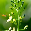 AF 70-300mm F/4-5.6 Di LD Macro 1:2 (Model A17) (ƺݗp)ŎBeʐ^