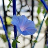 Distagon T* 2.8/21 ZEŎBeʐ^