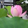 PENTAX Q-S1 {fBŎBeʐ^