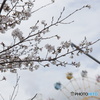 SP AF 17-50mm F/2.8 XR Di II LD Aspherical [IF] (Model A16) (\j[p)ŎBeʐ^