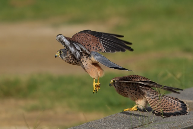 チョウゲンボウ by 写真撮るゾウ (ID:12611476) 写真共有サイトPHOTOHITO