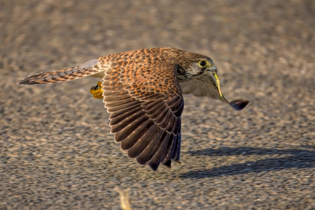 チョウゲンボウ by 写真撮るゾウ (ID:12573029) 写真共有サイトPHOTOHITO