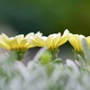 FA85mmF1.4ED[IF]ŎBeʐ^