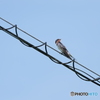 60-600mm F4.5-6.3 DG DN OS [CJLp]ŎBeʐ^