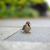 tHNg_[ SUPER NOKTON 29mm F0.8 AsphericalŎBeʐ^
