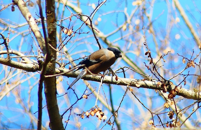 P4740720:ウソ(メス)_R by KH21の住人 (ID:12256457) 写真共有サイトPHOTOHITO