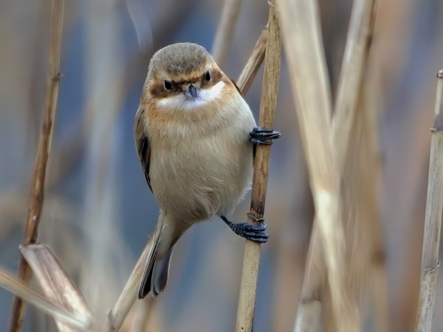 エナガ似の顔 by アカゲラ親父 (ID:11666321) 写真共有サイトPHOTOHITO