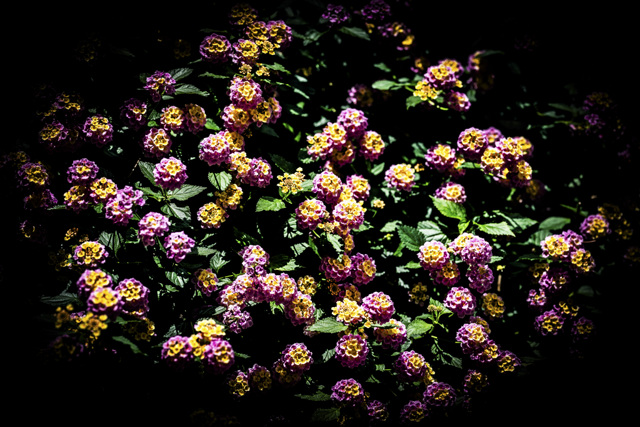 ランタナ by mone0330 (ID:12562980) 写真共有サイトPHOTOHITO