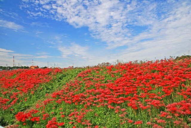 CANON EOS 30D ボディで撮影された写真 (レビュー) - 価格.com