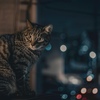 RF50mm F1.8 STMŎBeʐ^