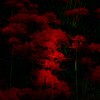 D3100 200mm_uY[LbgŎBeʐ^