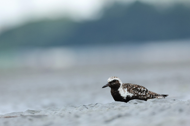 ダイゼン by Pichi2896 （ID：12591819） 写真共有サイトPHOTOHITO