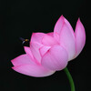 tWmY XF500mmF5.6 R LM OIS WRŎBeʐ^