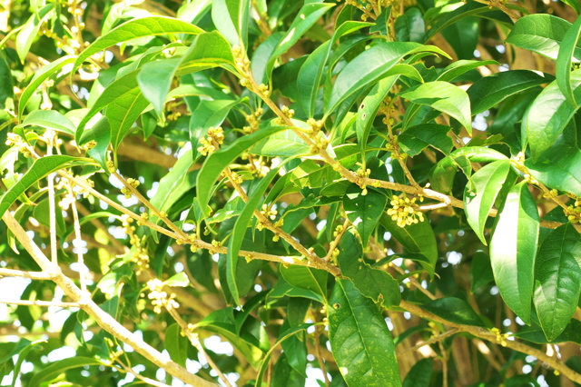 キンモクセイ by ももでん （ID：12035071） 写真共有サイトPHOTOHITO