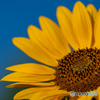 105mm F2.8 DG DN MACRO [\j[Ep]ŎBeʐ^
