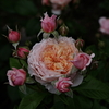 HD PENTAX-DA 55-300mmF4.5-6.3ED PLM WR REŎBeʐ^