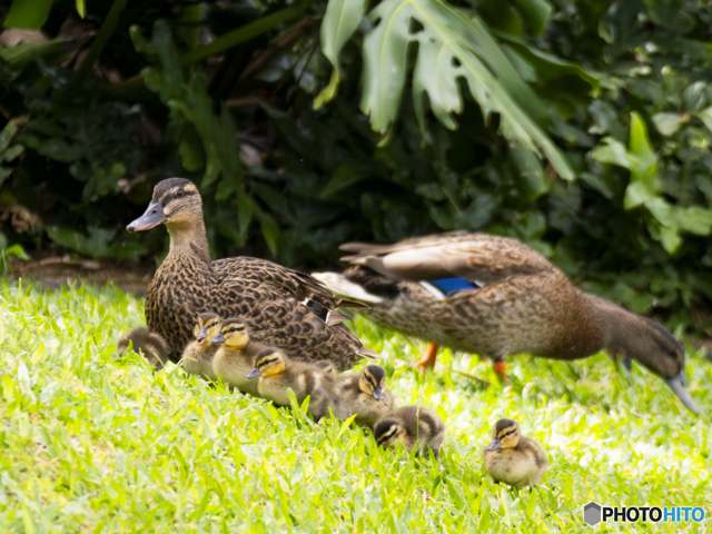 ハワイマガモ by schemjp (ID:12647694) 写真共有サイトPHOTOHITO