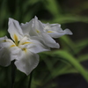 EOS Kiss X7i _uY[LbgŎBeʐ^