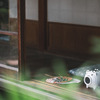 FUJIFILM X-S10 {fBŎBeʐ^