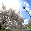 8mm F3.5 FISH-EYE LENS [\j[p]ŎBeʐ^