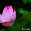 FE 100mm F2.8 STF GM OSS SEL100F28GMŎBeʐ^