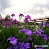 8mm F2.8 UMC FISH-EYE II ubN [\j[p]ŎBeʐ^