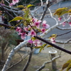 FinePix HS10ŎBeʐ^