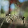 OLYMPUS PEN E-P7 {fBŎBeʐ^