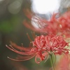 OLYMPUS PEN E-P7 {fBŎBeʐ^