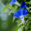 M.ZUIKO DIGITAL ED 75mm F1.8 [ubN]ŎBeʐ^