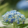 OLYMPUS PEN E-P7 {fBŎBeʐ^