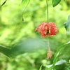 LEICA DG MACRO-ELMARIT 45mm/F2.8 ASPH./MEGA O.I.S. H-ES045ŎBeʐ^