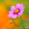 tWmY XF60mmF2.4 R MacroŎBeʐ^