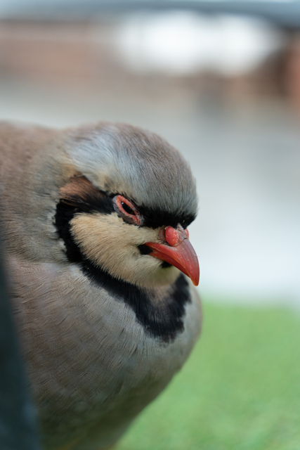 イワシャコ by ヨシキ (ID:12177739) 写真共有サイトPHOTOHITO