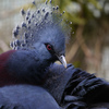 105mm F2.8 DG DN MACRO [CJLp]ŎBeʐ^