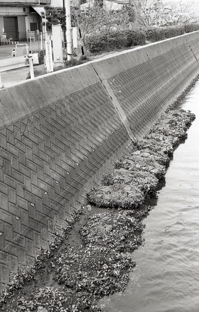 海近くの川の牡蠣やフジツボ by y.ozu （ID：12356491） 写真共有サイトPHOTOHITO