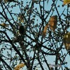 PowerShot A650 ISŎBeʐ^
